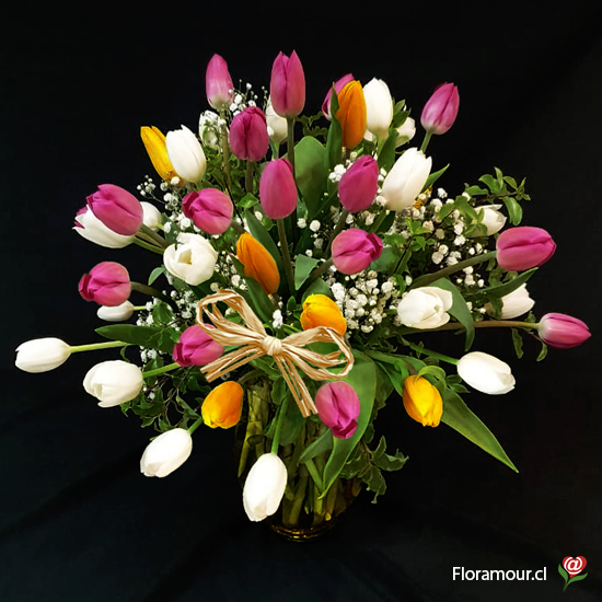Sólo Santiago - Colorido de los tulipanes puede variar según disponibilidad e importación